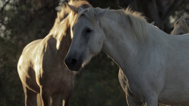 慢镜头平移拍摄的白马漫步户外- Camargue，法国视频素材