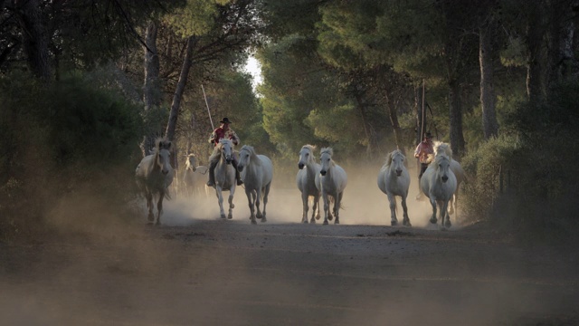 慢镜头锁定拍摄的牧马人和remuda在尘土中泥泞的道路上- Camargue，法国视频素材