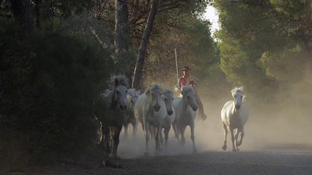 慢镜头锁定，牧马人骑在remuda后面的植物- Camargue，法国视频素材