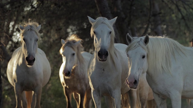 慢动作拍摄的白马站在树- Camargue，法国视频素材