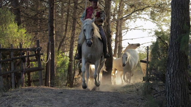 慢镜头摇摄牧人放牧remuda在树中- Camargue，法国视频素材