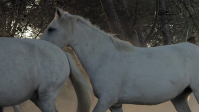 慢镜头平移拍摄的白马漫步在树- Camargue，法国视频素材