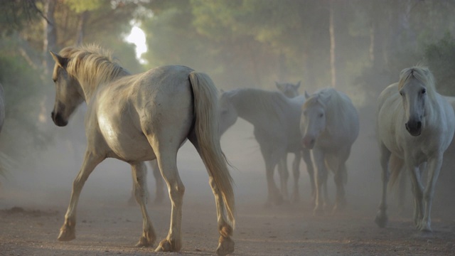 慢动作摇摄拍摄的白马漫步在尘土中泥泞的道路上- Camargue，法国视频素材