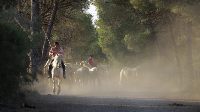 慢镜头锁定拍摄的牧马人和remuda在尘土中泥泞的道路上- Camargue，法国视频素材