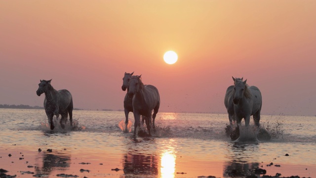 夕阳西下时，在河流中溅起水花视频素材