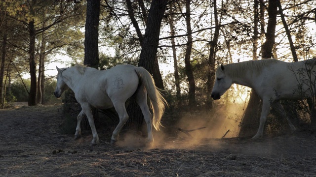 慢镜头平移拍摄的白马在土路上对着树- Camargue，法国视频素材