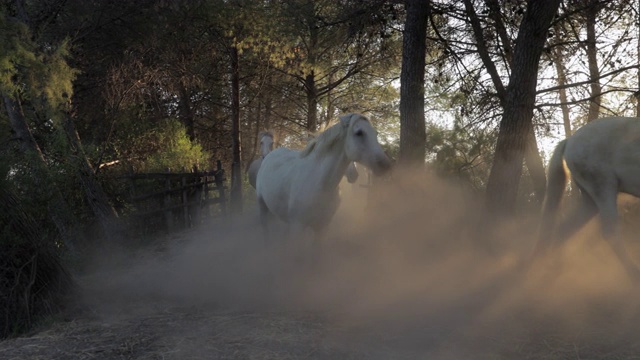 在尘土中漫步的白马的镜头- Camargue，法国视频素材