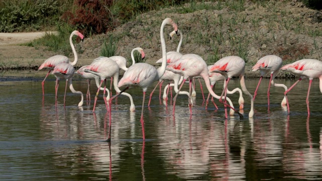 向上倾斜拍摄火烈鸟在阳光明媚的一天在海上觅食- Camargue，法国视频素材