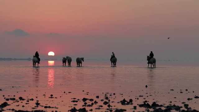 慢动作拍摄的牧马人与马在海上与橙色天空在日落- Camargue，法国视频素材