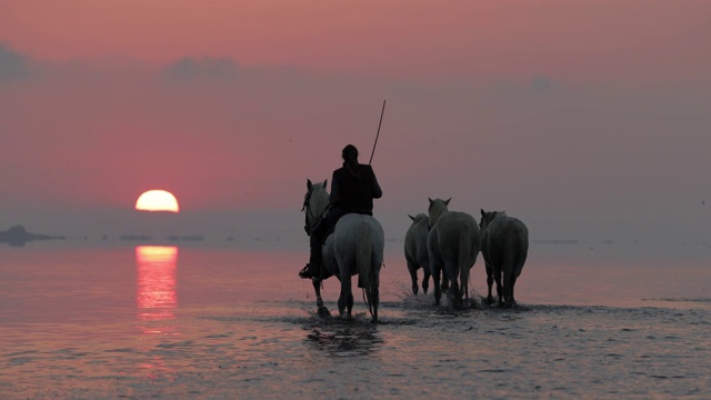 在日落时，牧马人与马在大海中涉水的背影- Camargue，法国视频素材