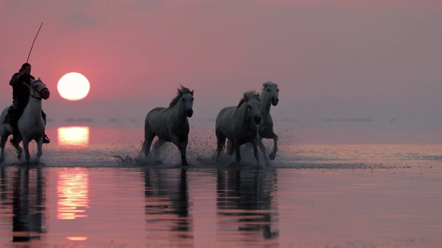 牧马人和马在奔跑，而溅水的海洋在橙色的天空在夕阳下- Camargue，法国视频素材