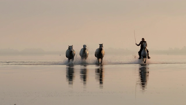 夕阳西下时，牧马人骑着马在海上与天空交相映衬视频素材