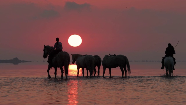 夕阳西下时，在法国卡马尔格的海滩上，牧马人骑马涉水视频素材