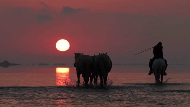 夕阳西下时，在法国卡马尔格的海滩上，牧马人与马一起涉水视频素材