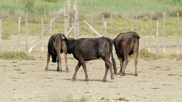 在阳光明媚的日子里，用平底锅拍摄的黑牛对着田野上的篱笆- Camargue，法国视频素材