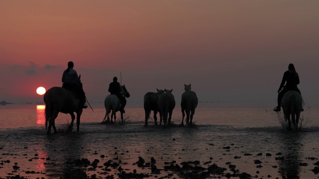 夕阳西下时，牧马人与马匹在海滩上散步。法国卡马尔格视频素材