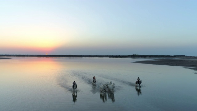 夕阳西下时，牧马人与马匹在海上涉水的空中封锁镜头——法国卡马尔格视频素材