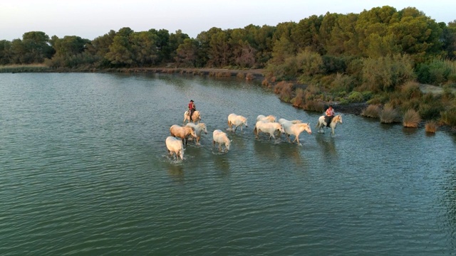 航拍:慢动作拍摄的马和牧马人在海上，无人机是向后飞行的海洋- Camargue，法国视频素材