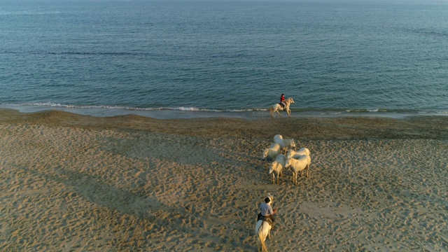 空中封锁拍摄的马夫骑在海滩上，无人机飞过Equus Caballus - Camargue，法国视频素材