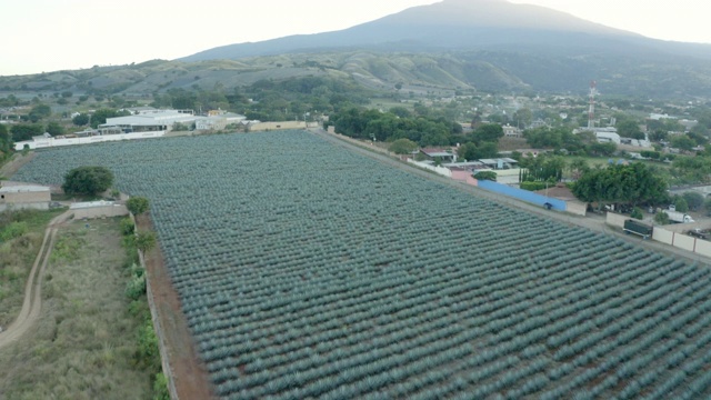 航拍龙舌兰龙舌兰田对着天空，无人机飞向山脉视频素材