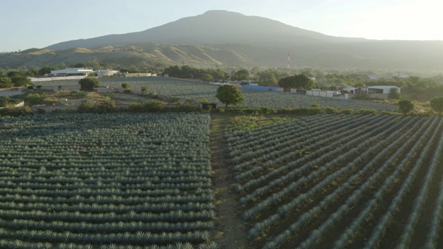 无人机拍摄的龙舌兰龙舌兰田附近的城镇，无人机上升的绿色植物在阳光明媚的一天视频素材