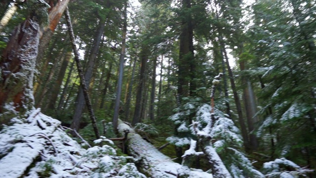 摇摄在原木上的雪和在森林中的绿树中徒步旅行的小径-奇卡穆斯湖，不列颠哥伦比亚省视频素材