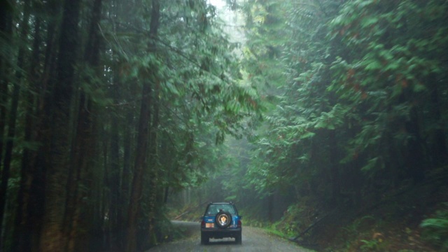 POV拍摄的车辆在道路中高大的绿树在森林中降雨-精灵湖，不列颠哥伦比亚省视频素材