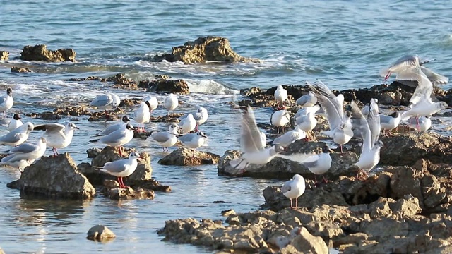 慢镜头许多海鸥(Larus argentatus)站在海边的一块石头上。视频素材