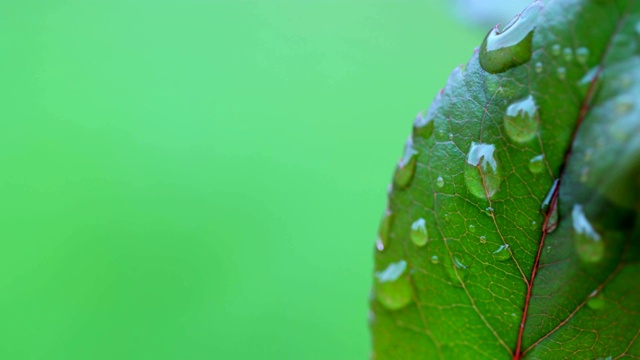 叶子上的水滴视频素材