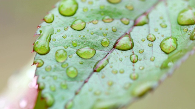 叶子上的水滴视频素材