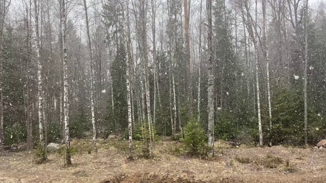 春天的森林里下雪了。视频素材