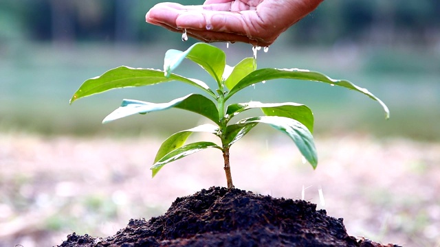 水植物手拍慢镜头视频素材