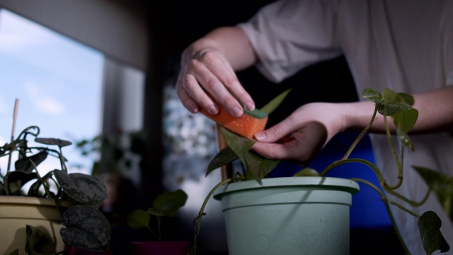 室内花园视频素材