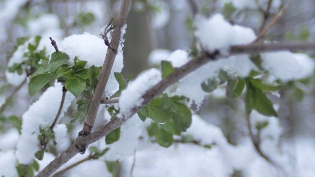 绿叶，在春雪下发芽，在阴天。植物在雪下发芽。视频素材