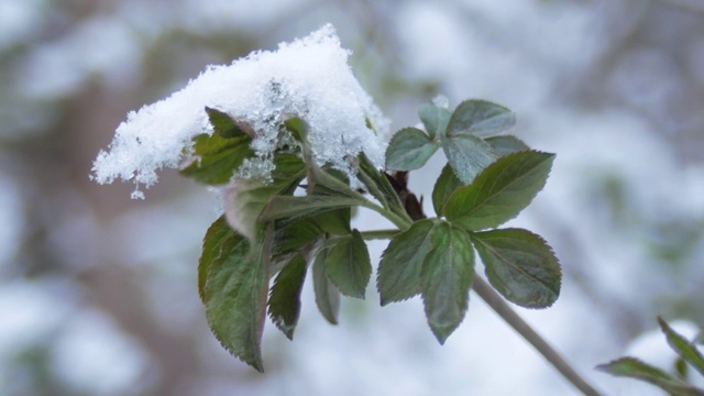 绿叶，在春雪下发芽，在阴天。植物在雪下发芽。视频素材