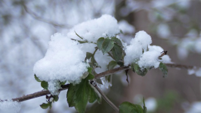 绿叶，在春雪下发芽，在阴天。植物在雪下发芽。视频素材