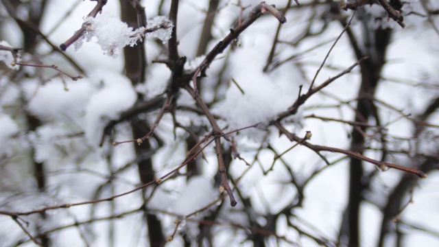 春寒阴天，雪下树枝上的蓓蕾。视频素材