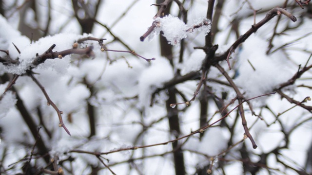 春寒阴天，雪下树枝上的蓓蕾。视频素材