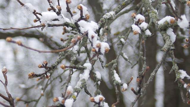 春寒阴天，雪下树枝上的蓓蕾。视频素材