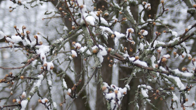 春寒阴天，雪下树枝上的蓓蕾。视频素材