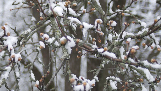 春寒阴天，雪下树枝上的蓓蕾。视频素材