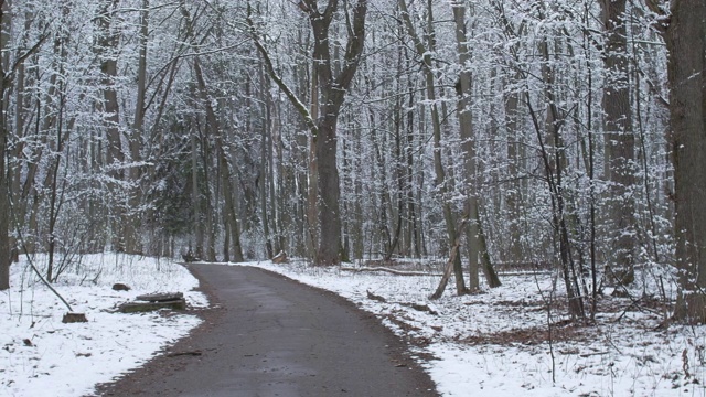 森林里，水果巷在多云的春日天气下下了最后一场雪。视频素材