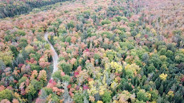 枫叶树叶改变颜色在魁北克，加拿大，秋天的季节背景视频素材