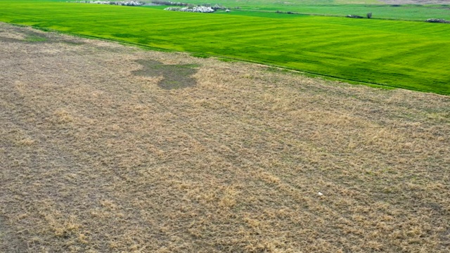 飞过绿色的麦田和未耕的田野视频素材