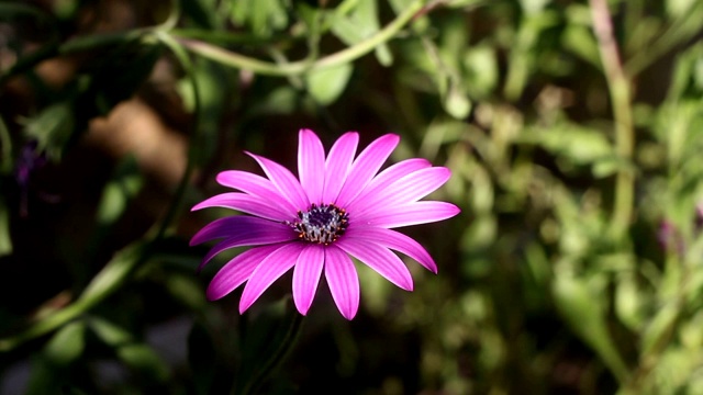 花园里的宇宙花。土耳其博德鲁姆的春天。视频素材