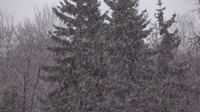 冬天，雪落在森林里。冬天的风景。大雪冬天的背景场景。视频素材