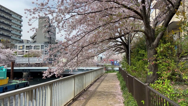 日本东京，樱花树的叶子视频素材