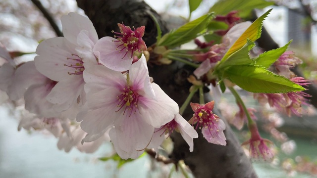 日本东京，樱花树的叶子视频素材