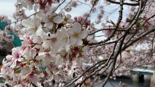 日本东京，樱花树的叶子视频素材