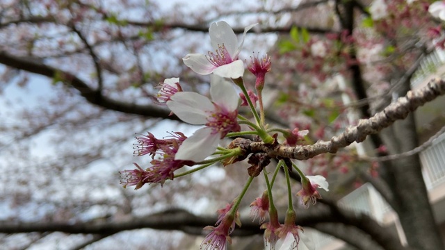 日本东京，樱花树的叶子视频素材